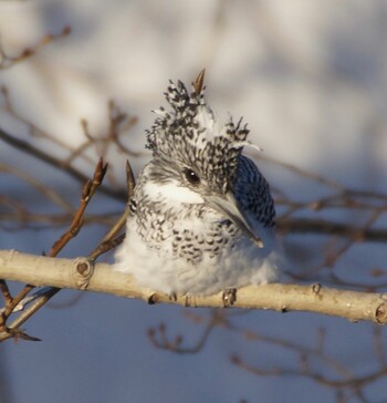 Crested Kingfisher 真駒内川 Wed, 1/19/2022