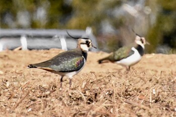 Northern Lapwing 松戸市 Wed, 1/19/2022