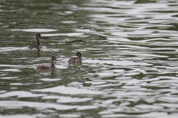 Little Grebe Isanuma Mon, 7/3/2017