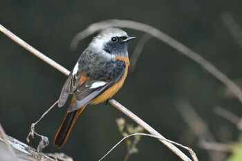 ジョウビタキ 恩田川(高瀬橋付近) 2021年11月7日(日)