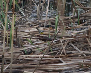 Common Yellowthroat 涸沼 Sat, 4/22/2017