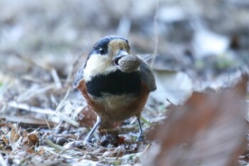 2022年1月19日(水) 東高根森林公園の野鳥観察記録