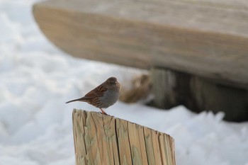 Japanese Accentor Murododaira Tue, 5/3/2016