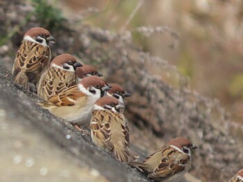 Eurasian Tree Sparrow 岡山百間川 Thu, 12/17/2020