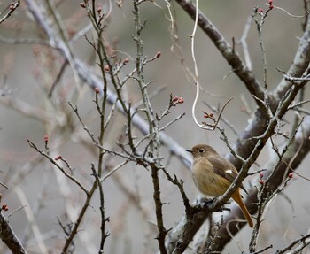 2022年1月19日(水) 生田緑地の野鳥観察記録