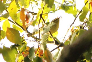 Pallas's Leaf Warbler 和田堀公園 Wed, 4/12/2017