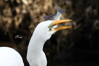 Great Egret Kitamoto Nature Observation Park Tue, 1/18/2022