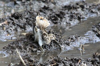 Common Snipe Kitamoto Nature Observation Park Tue, 1/18/2022