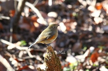 Red-flanked Bluetail Kitamoto Nature Observation Park Tue, 1/18/2022