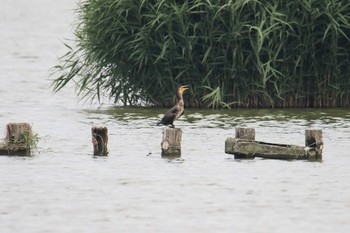 カワウ 伊佐沼 2017年7月3日(月)