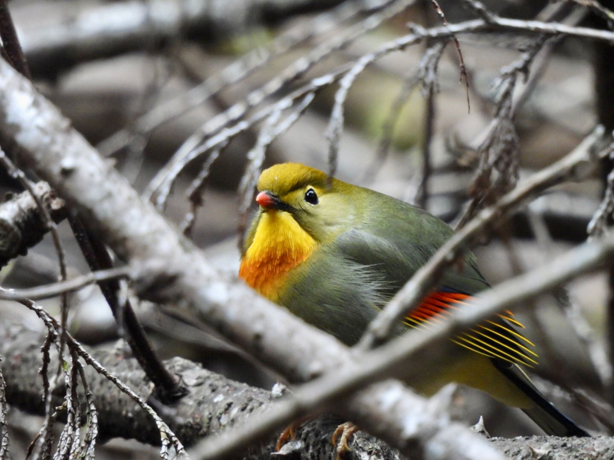 Photo of Red-billed Leiothrix at 妙見山 by カモちゃん