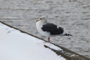 Slaty-backed Gull 斜里町 Mon, 12/26/2016