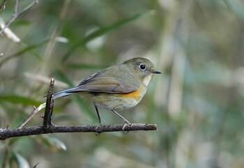 ルリビタキ 北本自然観察公園 2022年1月16日(日)