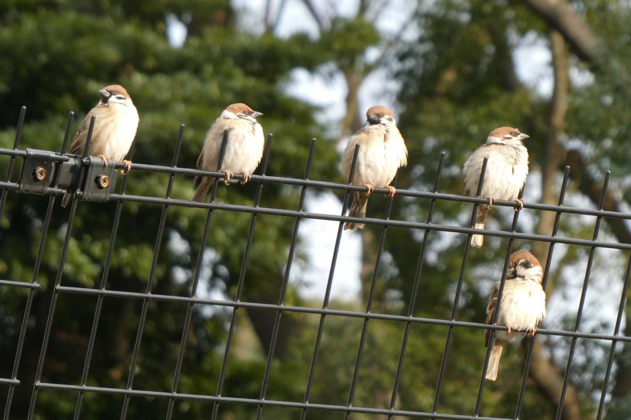 上野恩賜公園 スズメの写真 by TaK