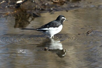 Japanese Wagtail Kitamoto Nature Observation Park Tue, 1/18/2022