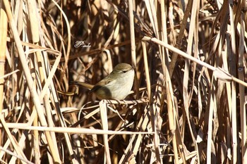 ウグイス 北本自然観察公園 2022年1月18日(火)