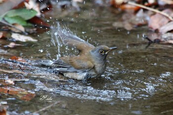 Pale Thrush Kitamoto Nature Observation Park Tue, 1/18/2022