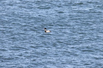 Red-breasted Merganser 納沙布岬 Thu, 12/29/2016