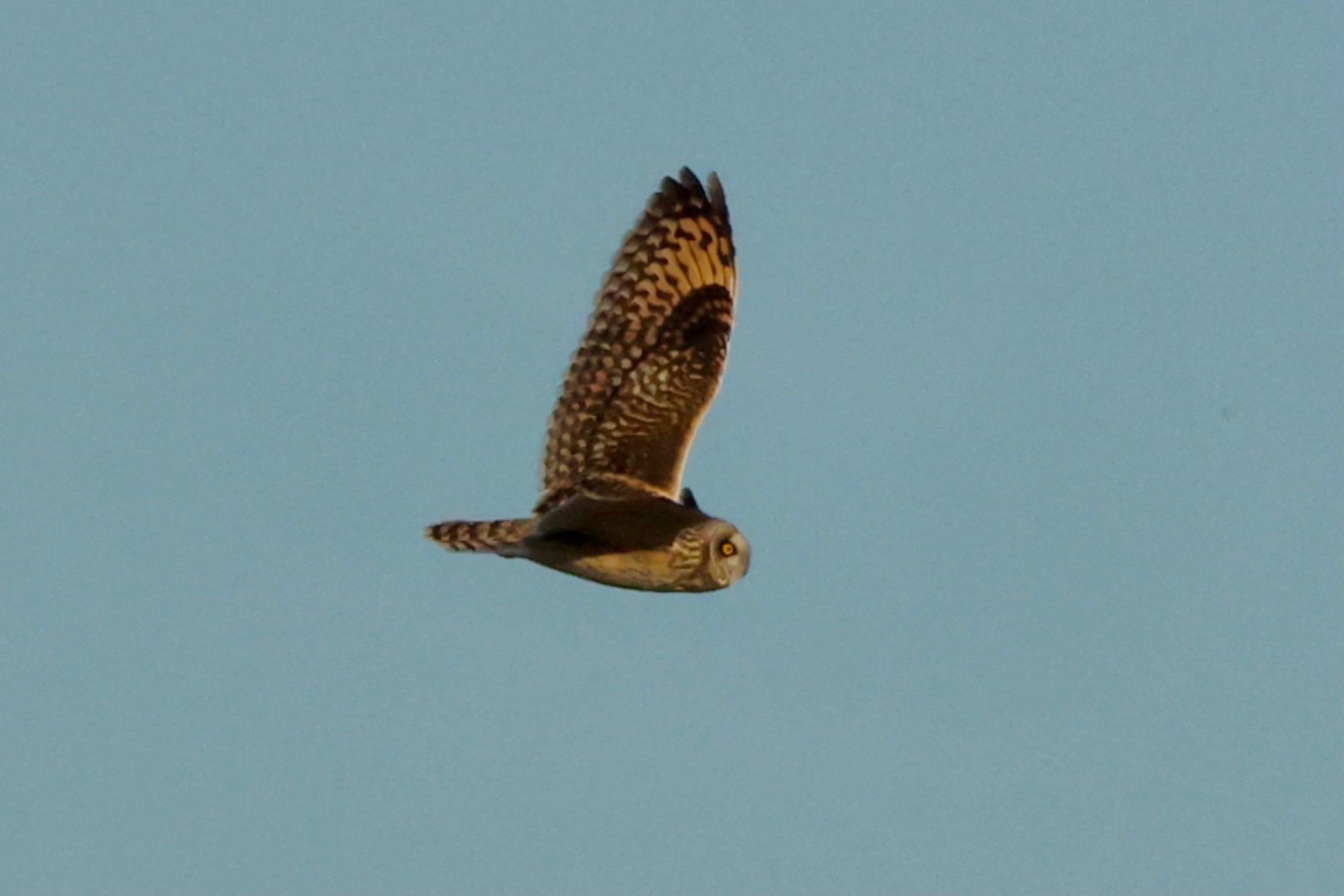 埼玉県 コミミズクの写真 by なおんなおん