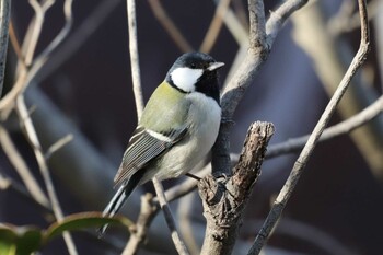 シジュウカラ 中里公園(寒川町) 2022年1月15日(土)