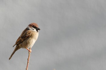 Eurasian Tree Sparrow 都内市街地 Wed, 1/19/2022