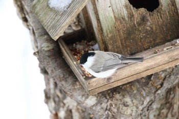 Marsh Tit 根室市市民の森 Wed, 12/28/2016