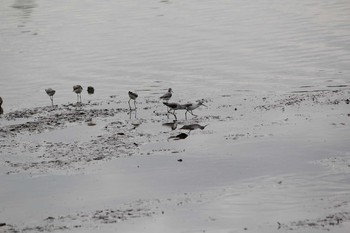 Marsh Sandpiper Isanuma Fri, 9/30/2016