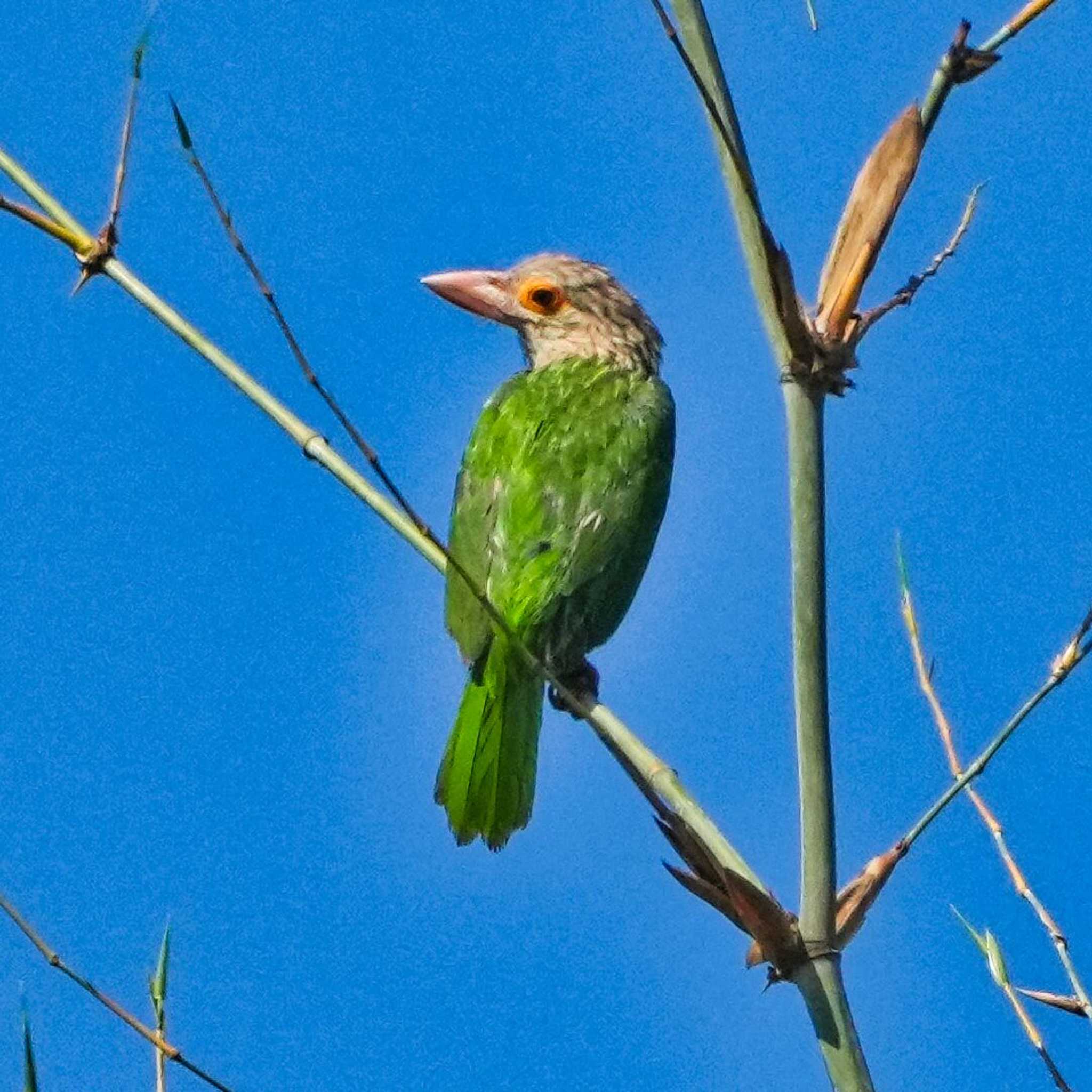 Kui Buri National Park シロボシオオゴシキドリの写真 by span265