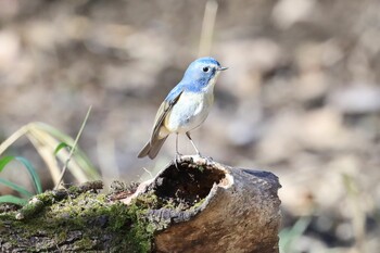 Red-flanked Bluetail Akigase Park Wed, 1/19/2022