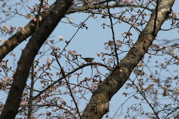 メジロ 川越水上公園 2017年3月30日(木)