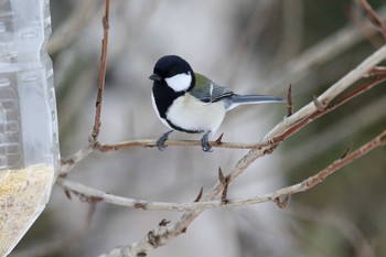 Japanese Tit 根室市市民の森 Thu, 12/29/2016