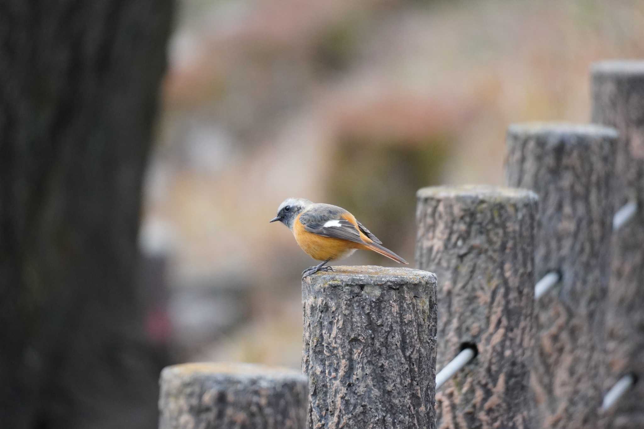 埼玉県 ジョウビタキの写真 by どばと