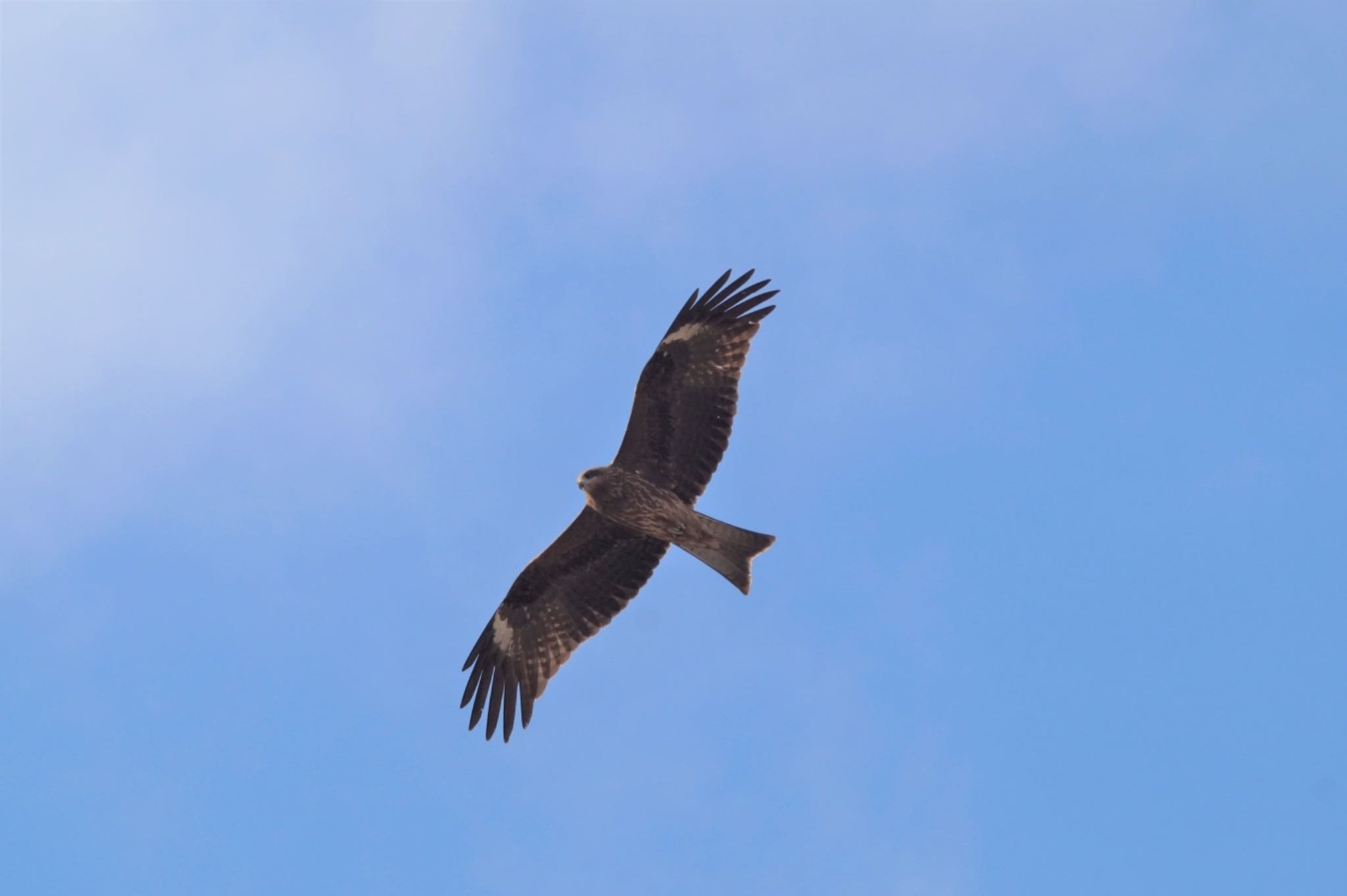 Photo of Black Kite at 鬼怒川 by おか2