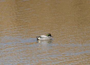 Falcated Duck Watarase Yusuichi (Wetland) Sat, 1/8/2022