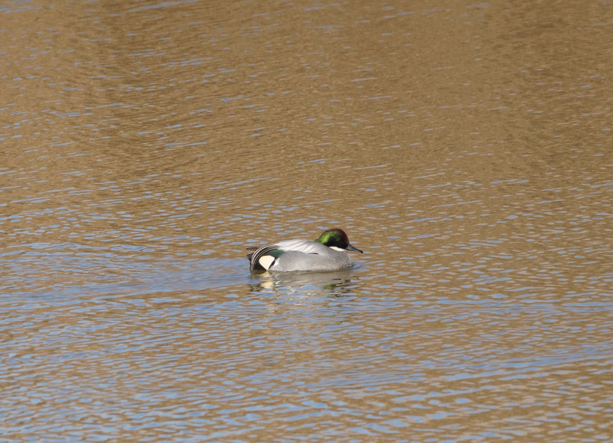 Photo of Falcated Duck at Watarase Yusuichi (Wetland) by おか2