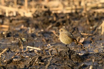 Daurian Redstart Kitamoto Nature Observation Park Sun, 1/16/2022