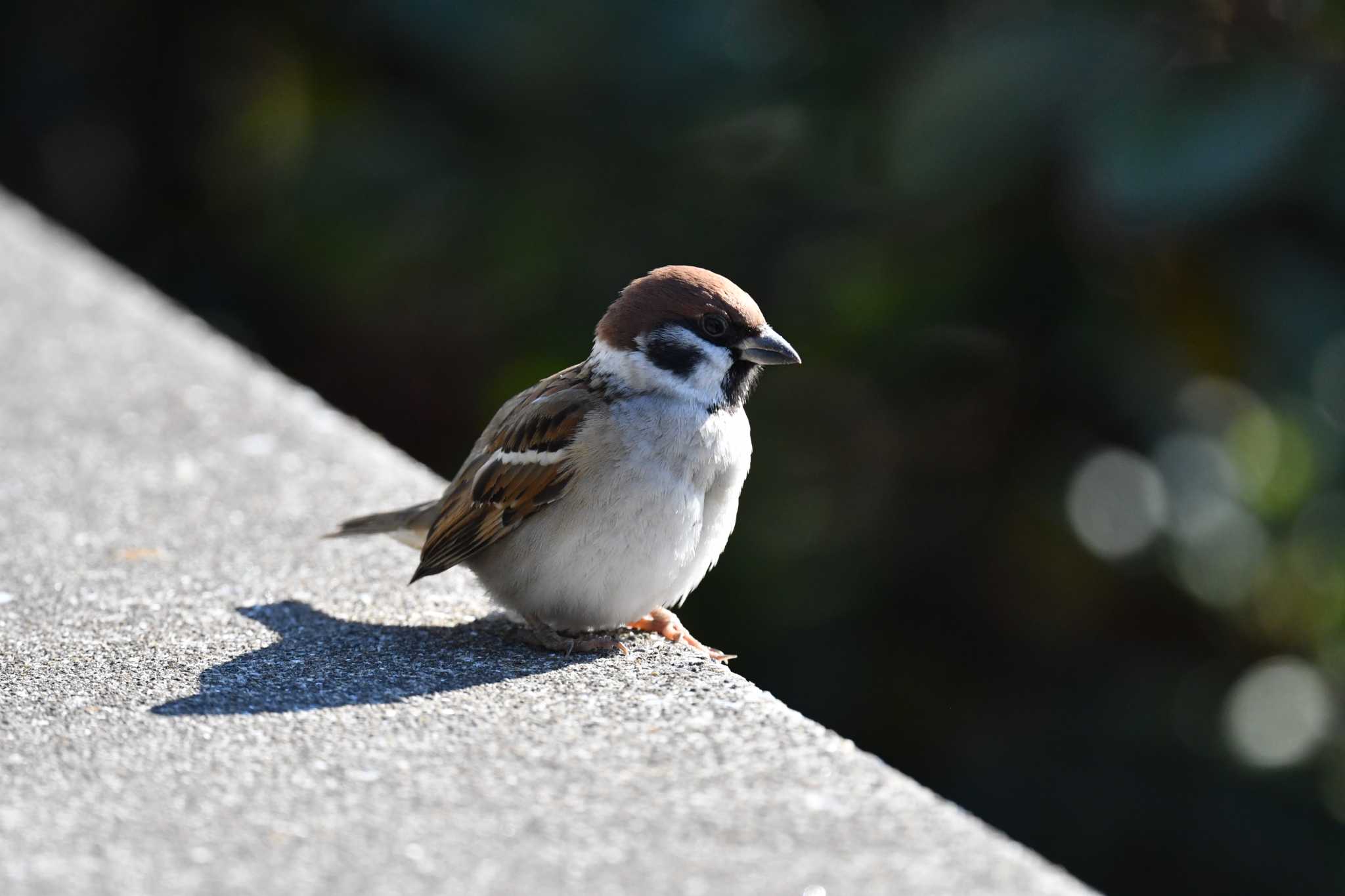 Eurasian Tree Sparrow