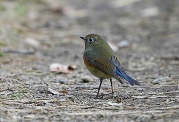 ルリビタキ 北本自然観察公園 2022年1月16日(日)