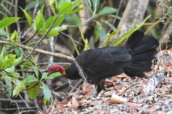 Australian Brushturkey ケアンズ Mon, 10/21/2019