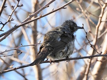 ヒヨドリ 猿渡川 2022年1月19日(水)