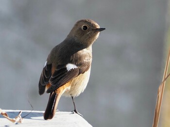 2022年1月19日(水) 猿渡川の野鳥観察記録