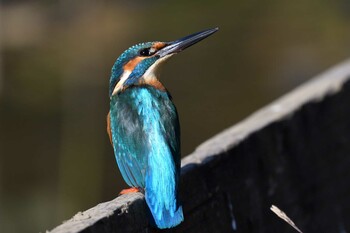 カワセミ 薬師池公園 2020年11月15日(日)