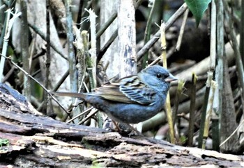 2022年1月9日(日) 沢山池の野鳥観察記録