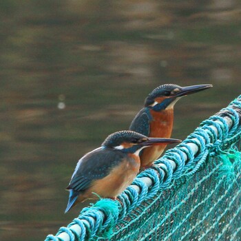 Common Kingfisher Unknown Spots Sat, 12/25/2021