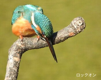 カワセミ 江津湖 2022年1月20日(木)