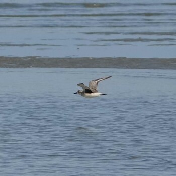 Grey Plover Khao Sam Roi Yot National Park Fri, 1/14/2022