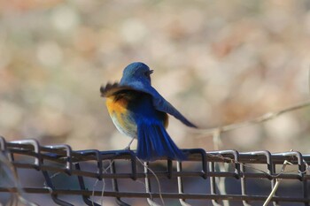 Red-flanked Bluetail 町田市 Sun, 1/16/2022