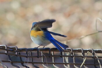 Red-flanked Bluetail 町田市 Sun, 1/16/2022