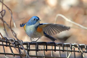 Red-flanked Bluetail 町田市 Sun, 1/16/2022