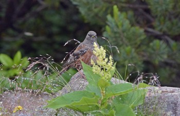 Alpine Accentor Unknown Spots Sun, 7/30/2017